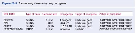 Viral oncogenes (contd) Not all viruses are acutely carcinogenic slow-acting retroviruses cause cancers by integrating near cellular protooncogenes and activating them inappropriately act slowly