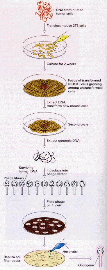 Tumor cell DNA can transform cultured cells DNA from any of a variety of tumors can be transfected into cultured cells (typically NIH 3T3 cells) a small number take up DNA and form foci of