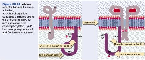 Oncogenes and cell growth (contd) transforming activity of src-family kinases is