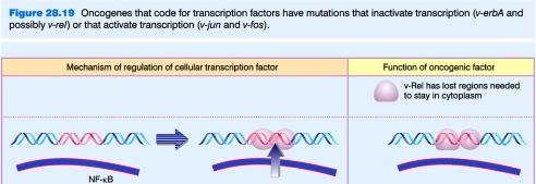 Oncogenes and cell growth (contd) modulation of