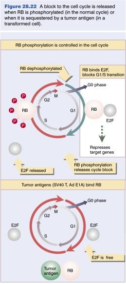 Tumor suppressor genes (contd) RB is a nuclear phosphoprotein that influences the cell cycle unphosphorylated RB prevents cell proliferation by binding to E2F and blocking G1/S transition