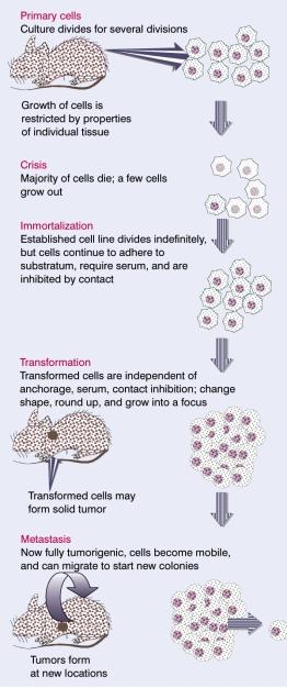 Introduction to normal and cancer cells (contd) Three types of changes occur as a cell becomes tumorigenic immortalization - cells retain the ability to divide endlessly not necessarily detrimental