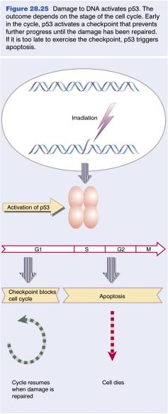 Tumor suppressor genes (contd) p53 has dual functions cells normally have low levels of p53 DNA damage induces large increase in p53 levels increased p53 leads to growth arrest until DNA is repaired