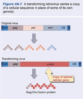 Activation of oncogenese retrovirus 1.