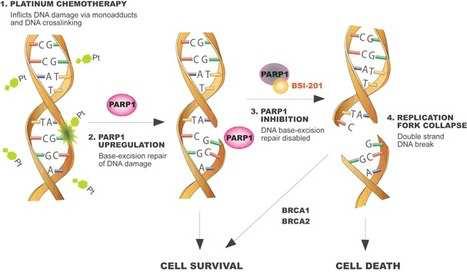 MUTATION-1990 LINKED TO BREAST CANCER TRIPLE NEGATIVE TARGETS PARP repairs single stranded DNA breaks 1/3 of BRCA patients are triple