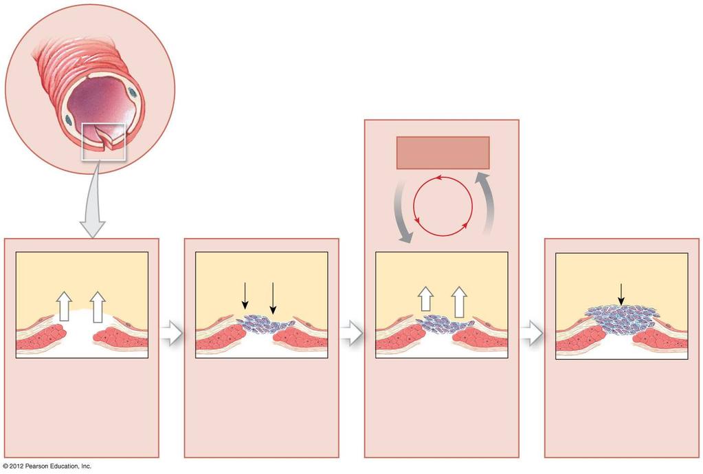 Figure 1-4 Positive Feedback: Blood Clotting Clotting accelerates Positive feedback loop Chemicals Chemicals Damage to cells in the blood vessel wall releases chemicals that begin the process of