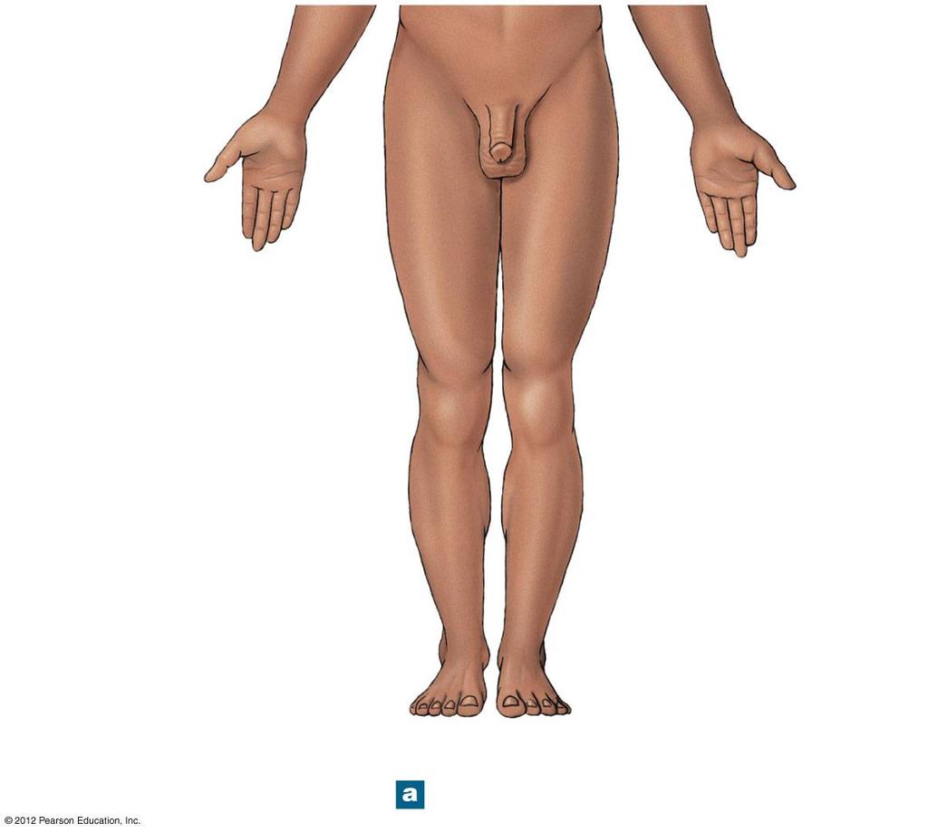 Figure 1-5a Anatomical Landmarks Antebrachial or forearm Pelvic (pelvis) Trunk Carpal or wrist Palmar or palm Manual or hand Pollex Digits or thumb (phalanges) or fingers (digital or phalangeal)