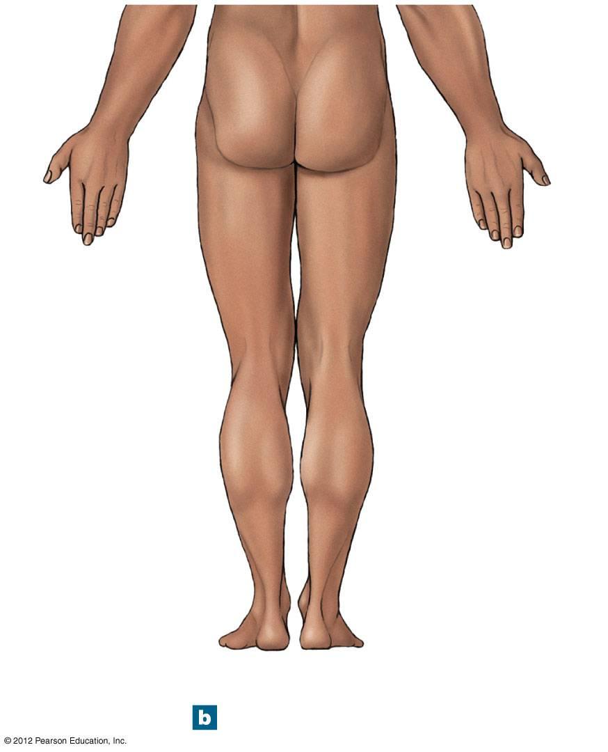 Figure 1-5b Anatomical Landmarks Upper limb Lumbar or loin Gluteal or buttock Lower limb