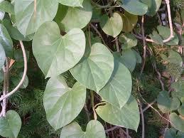 Guduchi (Tinospora cordifolia) Parts used: Stem Properties: Strength promoting (Balya),