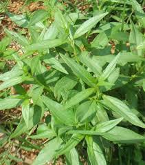 Kalmegh (Andrographis paniculata) Parts used: Whole plant Properties: Digestion promoter properties