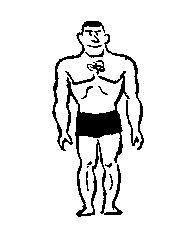 Mesomorph Athletic Muscular body Upright posture Rectangle shaped