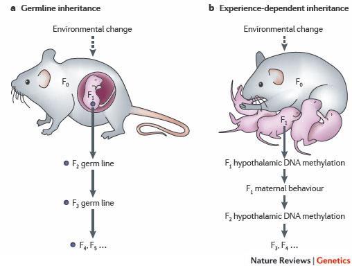 Inter-generational epigenetic effects of maternal diet and