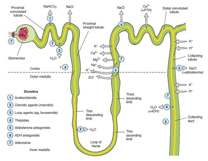 Tubule transport systems and sites of action of