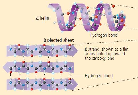 the polypeptide chain lying side by side (called β strands) are connected by hydrogen bonds between parts of the two parallel polypeptide backbones.