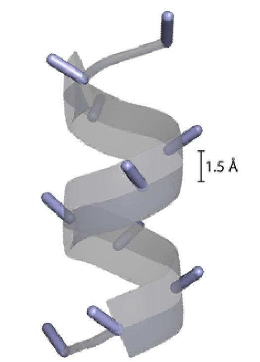 a protein in α-helix conformation.
