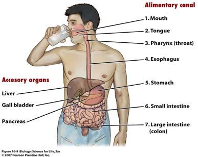mouth and is swallowed, entering the digestive system When you swallow, food moves from your mouth to your It forms the back of the throat and branches to feed into: The (to the lungs) And the (to