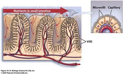 The digested food mixes with the enzymes and becomes The chyme is slowly moved into the The chyme is neutralized by other secretions when it enters to prevent damage to the small intestine The small