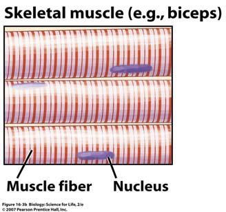 Cardiac Muscle Cardiac muscle is found only in the heart tissue Involuntary striated tissue Contractions produce a coordinated heart beat to pump blood