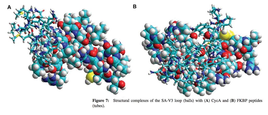 Binding sites of peptides can occur at more than one site along