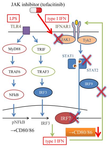 132 Fig.3 Direct and indirect effect of tofacitinib in human lymphocyte Tofacitinib directly affected lymphocyte and decreased proliferation and cytokine production.