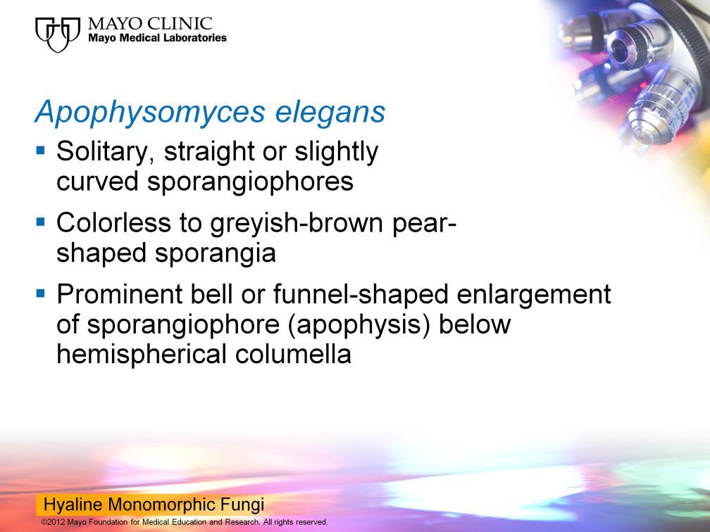 One of those that we see is called Apophysomyces elegans. An Apophysomyces is, we are starting to see it more often as a cause of infection and it s an organism that has 1 very distinct structure.