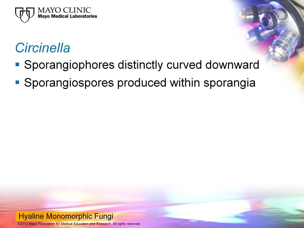 So with Circinella, you have these sporangiophores that are distinctly curved