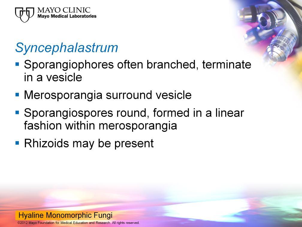 Syncephalastrum, there is a terminal vesicle that s produced just like you saw the Cunninghamella but around that vesicle there are some cylindrical structures called merosporangia that contain the