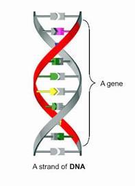 DNA Review?