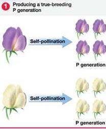 Characteristic: Flower Color (Trait: purple or