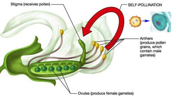 Self-pollination: when pollen from one plant