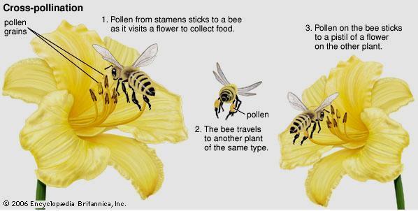 Cross-pollination: when the pollen from one plant