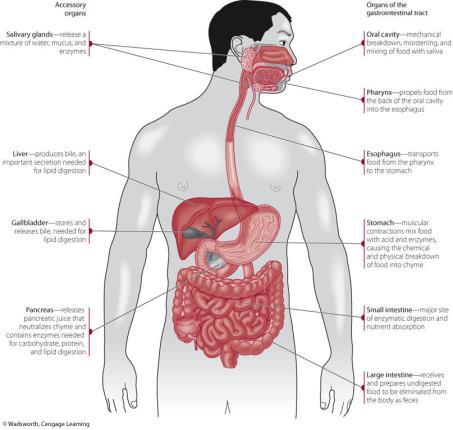 Gastric Esophageal Reflux Disease (GERD) Causes of