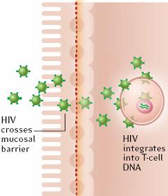 The goals for an AIDS vaccine Reduce