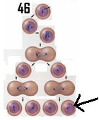 25. Mitosis occurs in the cells of multicellular organisms and is responsible for what two things in an organism? 26.