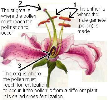 Cleavage occurs until the embryo is formed " Sexual Reproduction in Plants $ The male part is called the anther while the female part is called the stigma.