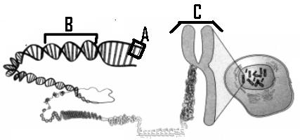 There are 46 chromosomes in a human (23 pairs: 23 from father, 23 from mother). The diagram to the right shows 2 chromosomes (1 chromosome pair).