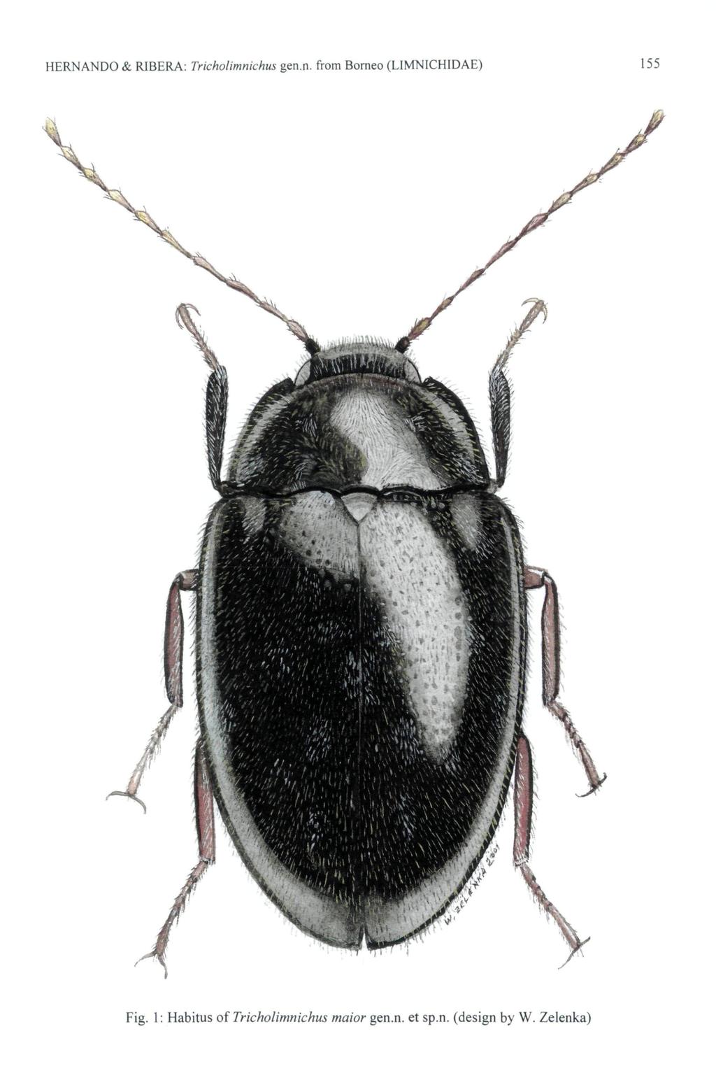 HERNANDO & RIBERA: Tricholimnichus gen.n. from Borneo (LIMNICHIDAE) 155 Fig.