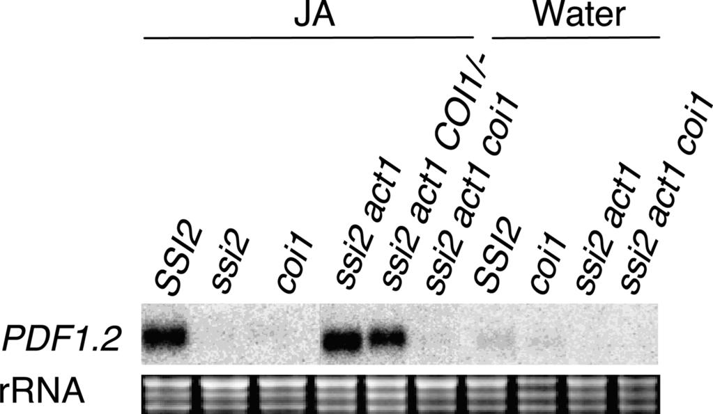 2960 of JA responsiveness in ssi2 act1 plants requires a fully functional JA pathway.