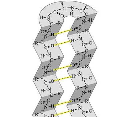 Another common secondary structure of polypeptide chains resembles the shape of a sheet of paper folded back and forth; it is called the betasheet (or pleated sheet or beta pleated sheet)