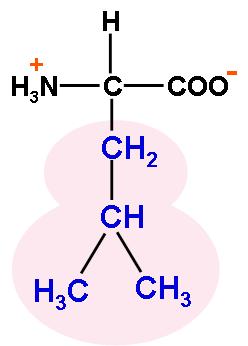 Leucine an amino acid with a nonpolar