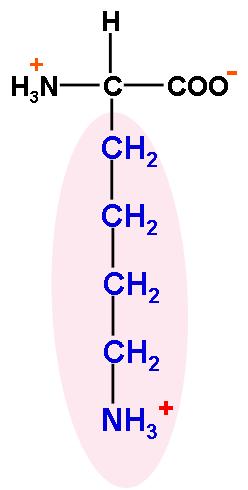 Lysine an amino acid with a cationic