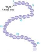 The Amino Acid Sequence of a Polypeptide Chain From textbook Fig. 5.21, p.