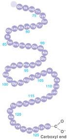 The sequence of amino acids is exactly the same for each copy of the same kind of polypeptide chain.