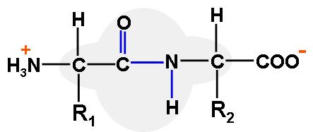 A Peptide Bond Between Two Amino Acids A peptide bond between two amino acids consists of the four atoms shown at right.
