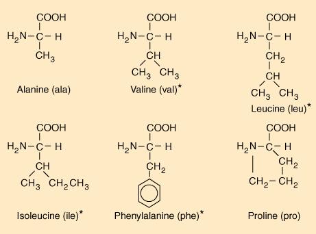 Identifying Amino Acids Circle the amino group
