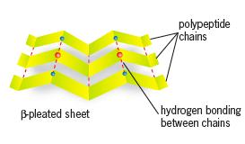 bonding Intermolecular hydrogen bonding causes alpha helices (α-helix) or