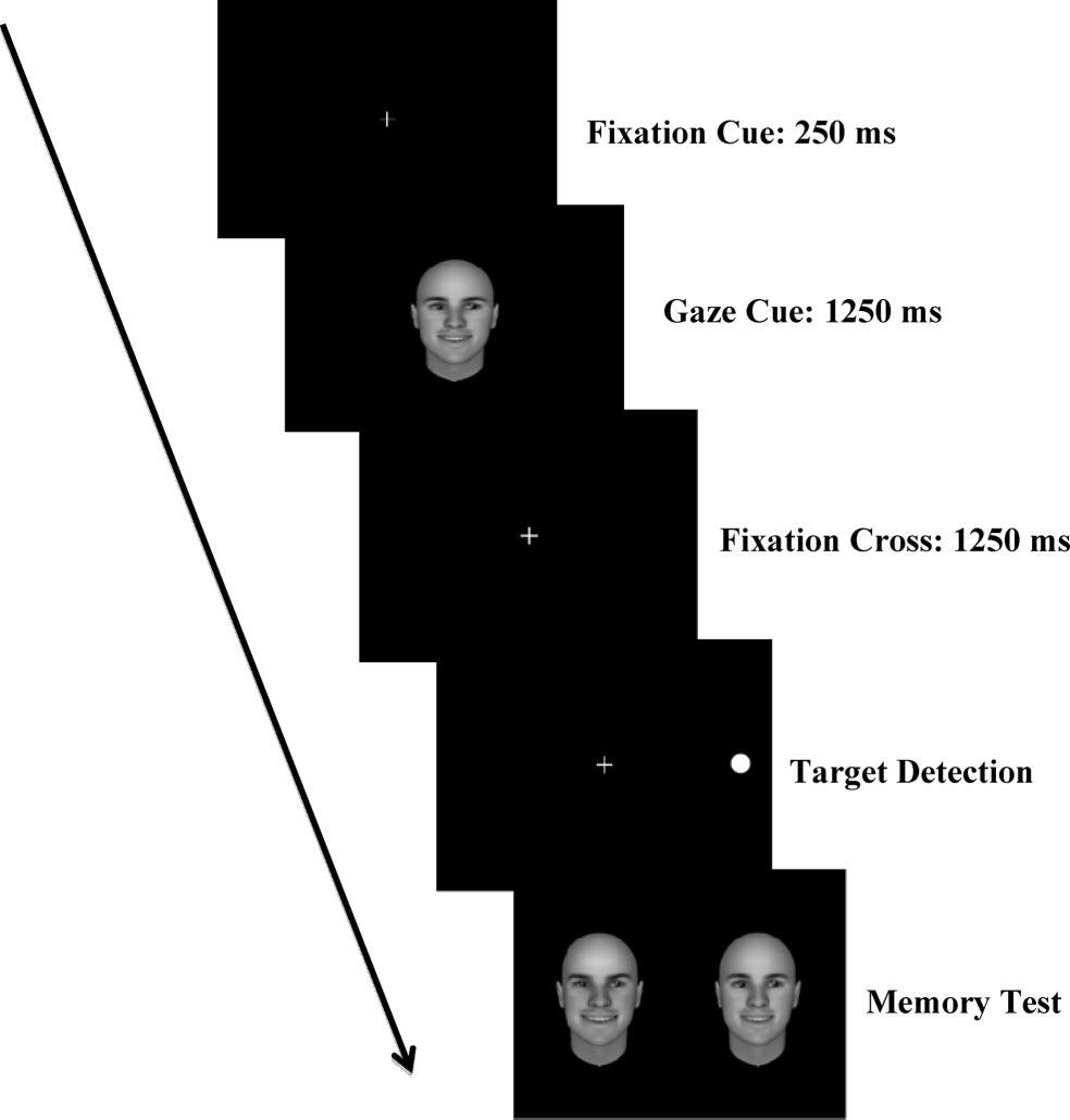 2 MCDONNELL AND DODD Moreover, maintaining items in working memory can also alter one s sensitivity to spatial location (Zhao, Chen, & West, 2010) or bias perception of ambiguous objects (e.g., Bugelski & Alampay, 1961; Leeper, 1935).
