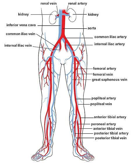 VIRCHOW S TRIAD THEORY EXPLAINED VTE Alterations in blood flow Vascular endothelial injury Alterations in the constituents of the blood (hypercoagulable states) Worcester Study 56% of patients had 3