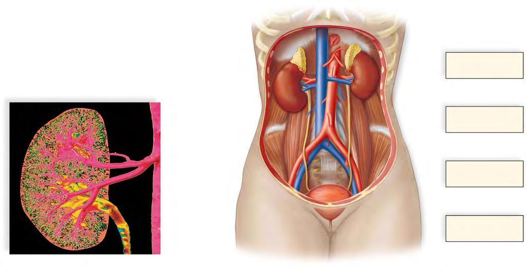 The Human Urinary System Copyright The McGraw-Hill Companies, Inc. Permission required for reproduction or display. renal artery 1. Kidneys produce urine.