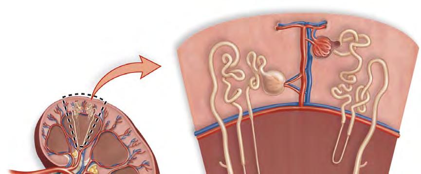 Macroscopic & Microscopic Anatomy of the Kidney Copyright The McGraw-Hill